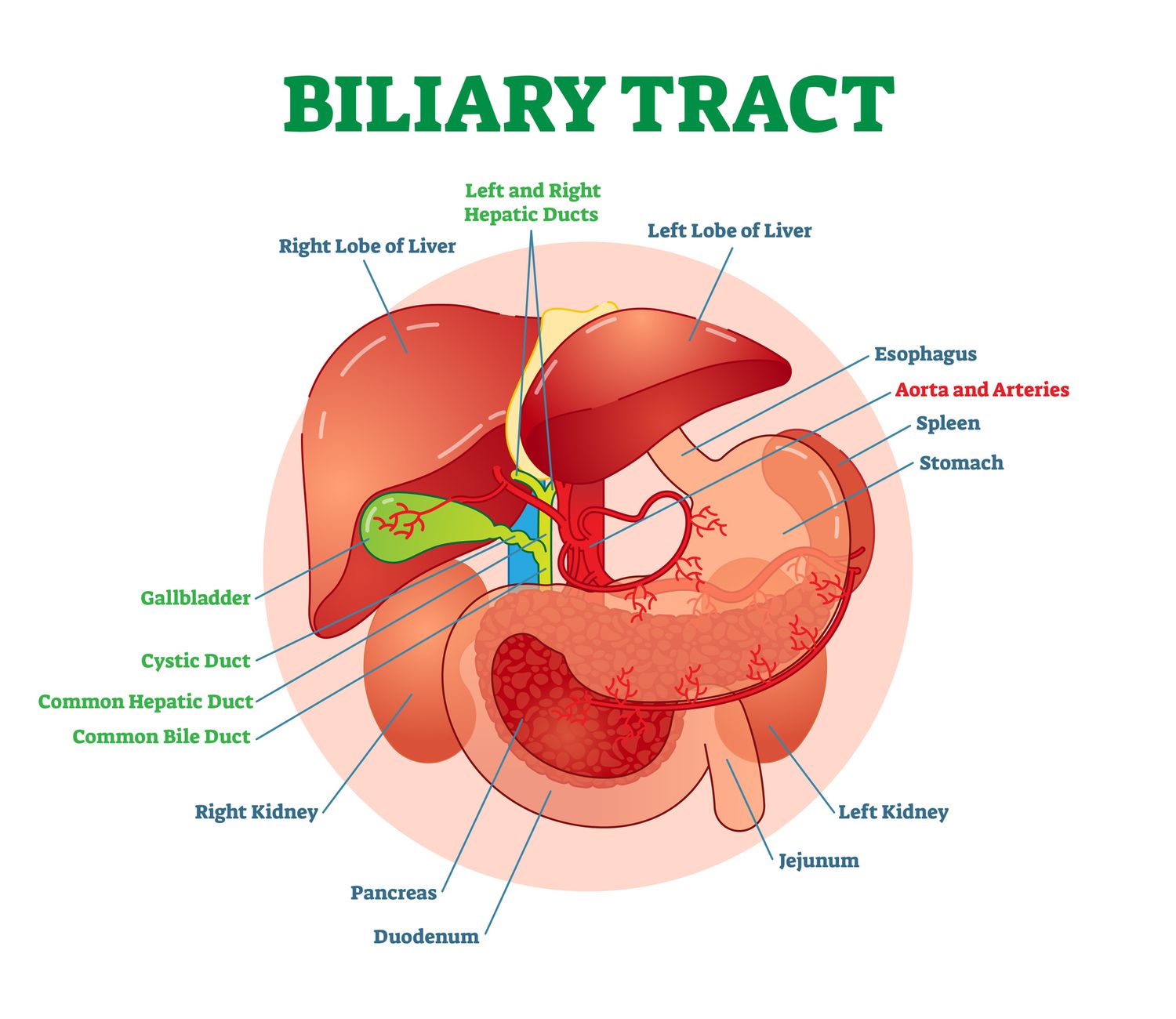 Pancreatic Biliary Disease Treatment